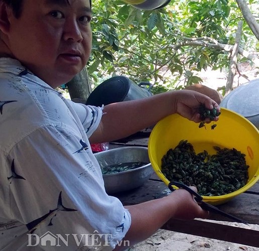 Săn “ve sầu thoát xác” kiếm nửa triệu đồng mỗi đêm - 6 Săn “ve sầu thoát xác” kiếm nửa triệu đồng mỗi đêm - 6