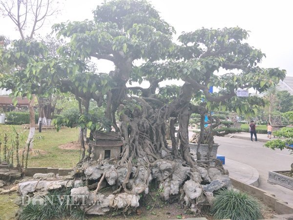 Bí ẩn loài nấm "vàng ròng" trên đỉnh Hoàng Liên Sơn, có tiền không mua được - 5
Sanh kiểng phúc lộc thọ trường.