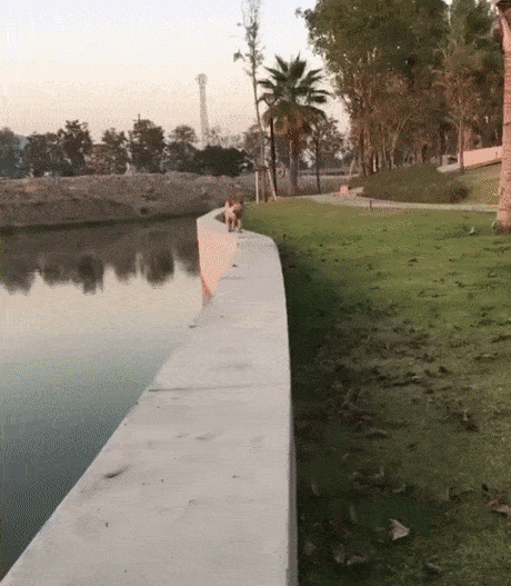 Loạt ảnh động siêu hài hước giúp tiếp thêm năng lượng cho ngày đầu tuần - 10 Hậu quả của việc... ngắm gái không nhìn đường