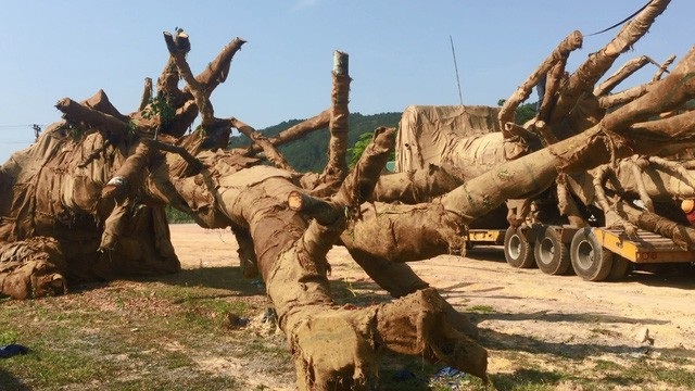 Vụ xe chở cây "khủng": Phải làm rõ trách nhiệm của cơ quan chức năng - 2 Cây quái thú nằm ven quốc lộ