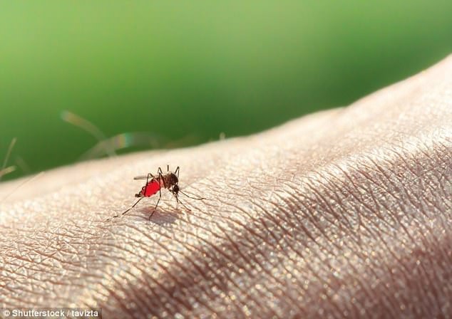 Tìm ra phương pháp xác định muỗi có virut Zika bằng ánh sáng - 2 Tìm ra phương pháp xác định muỗi có virut Zika bằng ánh sáng - 2