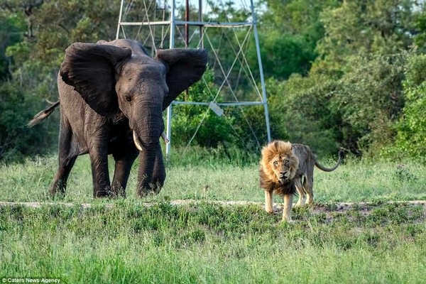 The tragic image of the male lion when he lost his "king" and was kicked out of the herd - 5