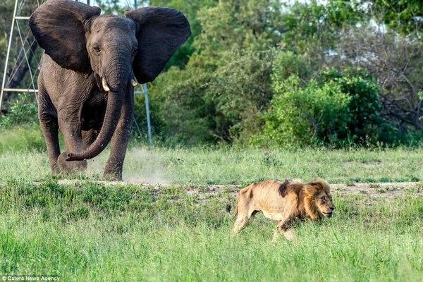 Không còn sức mạnh, con sư tử đực bị đuổi đi khi một con voi di chuyển đến gần