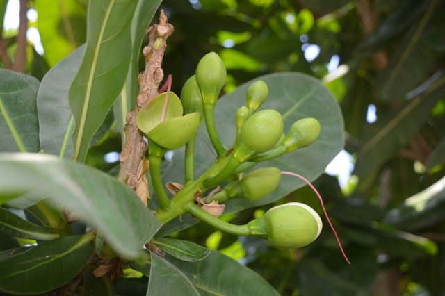 Bàng vuông nở hoa kết trái trên đất Tây Đô - 4 Bàng vuông nở hoa kết trái trên đất Tây Đô - 4