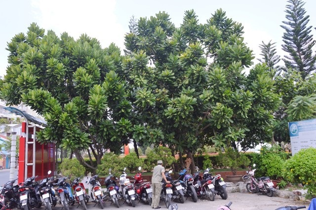 Bàng vuông nở hoa kết trái trên đất Tây Đô - 1 Cây bàng vuông ở bến Ninh Kiều, Cần Thơ.
