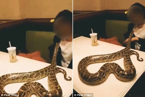 Nữ thực khách thản nhiên mang trăn vào quán ăn và chơi đùa với nó