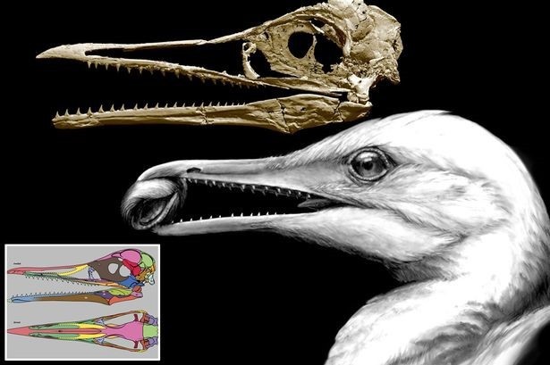 Hóa thạch 3D hiếm có tiết lộ những mỏ chim đầu tiên có răng - 1 Hóa thạch 3D hiếm có tiết lộ những mỏ chim đầu tiên có răng - 1