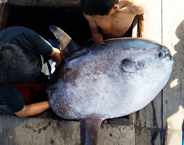 Ngư dân bắt được cá mặt trăng “khủng” 32kg - 1
Con cá khủng có chiều dài khoảng 1 mét, bề ngang 0,5 mét