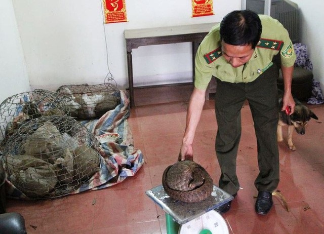 Bàn giao 15 cá thể tê tê quý hiếm cho Vườn quốc gia Cúc Phương - 1 Những cá thể tê tê đảm bảo sức khỏe sau quá trình chăm sóc