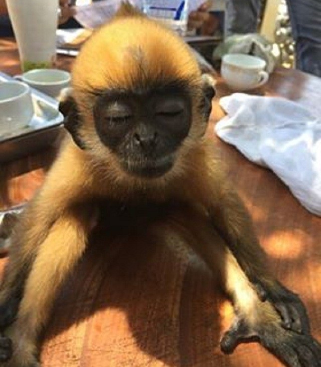 Quảng Bình: 17 cá thể động vật hoang dã được thả về tự nhiên - 2 Một cá thể Voọc Hà Tĩnh quý hiếm mới đây được người dân bàn giao cho trung tâm bảo tồn và phát triển sinh vật cứu hộ, chắm sóc