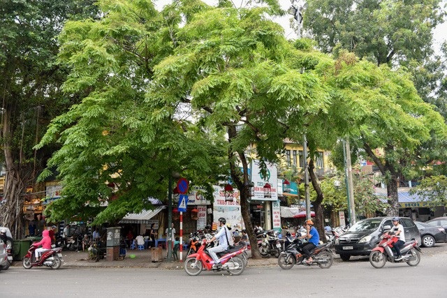 Máy bay hạ cánh nhầm đường băng và “biệt phủ” trá hình của cán bộ công an - 7 157 cây trên phố Trần Hưng Đạo và Cát Linh, trong đó có 12 cây sưa đỏ quý, sẽ được di dời để lấy mặt bằng thi công ga ngầm S10 - Cát Linh và S12 - Trần Hưng Đạo, thuộc tuyến đường sắt đô thị Hà Nội đoạn Nhổn - ga Hà Nội. (Ảnh: Toàn Vũ)