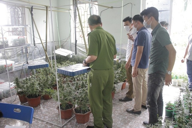 Máy bay hạ cánh nhầm đường băng và “biệt phủ” trá hình của cán bộ công an - 6 Lợi dụng ngôi nhà của mình nằm ngay gần nghĩa địa, sát một khu đầm và có lối vào độc đạo, đối tượng chủ nhà đã trồng gần 1.000 cây nghi là cần sa, thậm chí còn tổ chức chiết xuất lấy tinh dầu (nhựa) ngay tại đây. Đây cũng là đối tượng tham gia Hội thánh Đức Chúa Trời trái phép. (Ảnh: An Nhiên)