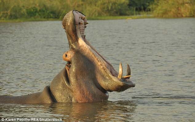 Hà mã đặc biệt nguy hiểm và hung tợn khi bị kích động.