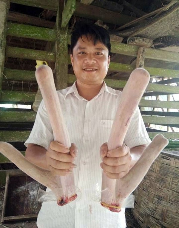 Chiêm ngưỡng cặp nhung hươu có trọng lượng cực “khủng” - 3 Dù đạt trọng lượng rất lớn, nhưng cặp nhung rất cân xứng.