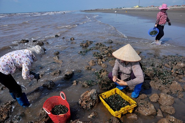 Nhặt đặc sản vẹm xanh trên biển, ngư dân thu tiền triệu mỗi giờ - 1 Khi thủy chiều xuống, nhiều khu vực bãi biển xã Hải Lý, Hải Đông... (huyện Hải Hậu) lại trở nên nhộn nhịp với cảnh đánh bắt vẹm xanh.