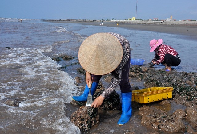 Nhặt đặc sản vẹm xanh trên biển, ngư dân thu tiền triệu mỗi giờ - 3