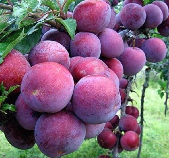 Tháng 5 về, “rủ nhau” trốn nắng lên cao nguyên Mộc Châu hái mận - 2 Mộc Châu đang mùa mận chín. Ảnh @thizin2k