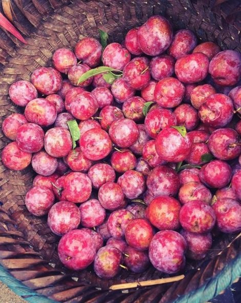 Tháng 5 về, “rủ nhau” trốn nắng lên cao nguyên Mộc Châu hái mận - 3 Ảnh: @honggxuyenn3012