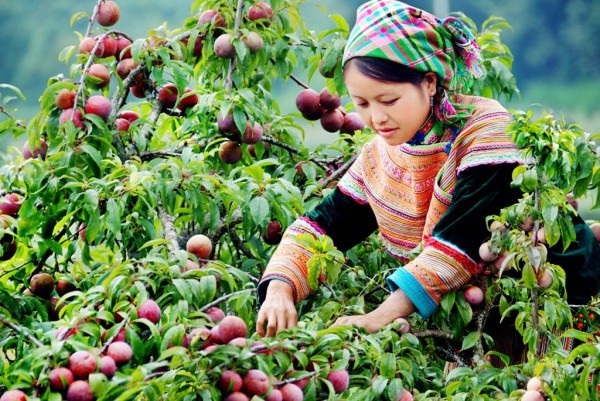 Tháng 5 về, “rủ nhau” trốn nắng lên cao nguyên Mộc Châu hái mận - 1 Tháng 5, mùa mận chín lại thu hút nhiều du khách ở khắp mọi nơi đến Mộc Châu. Ảnh minh họa