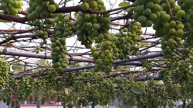 “Vườn nho bê tông” trĩu quả: Trồng 5 gốc nho thu 200kg/ vụ - 1 Vườn nho sai trái hiếm có trên sân thượng của anh Khoa