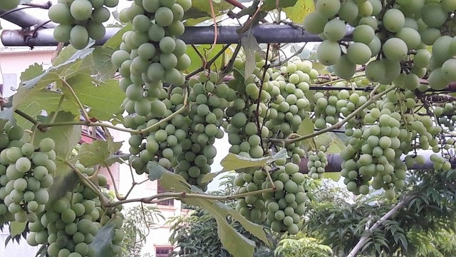 “Vườn nho bê tông” trĩu quả: Trồng 5 gốc nho thu 200kg/ vụ - 3 Các chùm quả chen nhau lúc lỉu
