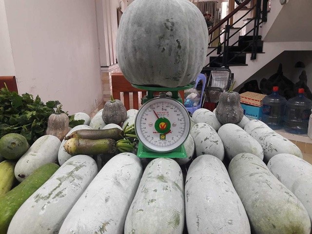“Vườn nho bê tông” trĩu quả: Trồng 5 gốc nho thu 200kg/ vụ - 14 Với 2 gốc bầu và 2 gốc bí trên sân thượng, trung bình mỗi loại cho thu hoạch khoảng 100kg/mỗi vụ.