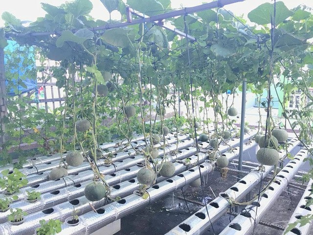 “Vườn nho bê tông” trĩu quả: Trồng 5 gốc nho thu 200kg/ vụ - 7 Hiện tại, khu vườn có khoảng 40 gốc dưa lưới.