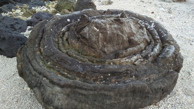 Nghĩa địa san hô hóa thạch nằm gần danh thắng Hang Câu, tại đây có trên 10 khối san hô hóa thạch hình xoắn ốc hoặc giống đóa hoa khổng lồ
