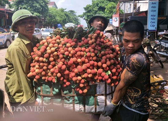 Đủ dịch vụ ăn theo mùa vải thiều: "Lái mồm" cũng kiếm bộn tiền - 1 Vào những ngày thu hoạch vải, nghề bốc vác, cân vải lên ngôi, người làm nghề này có thu nhập khá tốt.