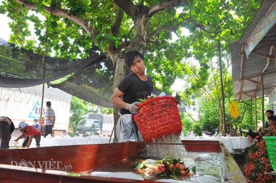 Đủ dịch vụ ăn theo mùa vải thiều: "Lái mồm" cũng kiếm bộn tiền - 3 Đủ dịch vụ ăn theo mùa vải thiều: "Lái mồm" cũng kiếm bộn tiền - 3