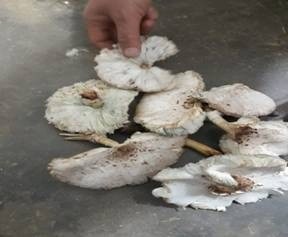 Ăn nấm lạ mọc sau nhà, chín người ngộ độc - 1 Ăn nấm lạ mọc sau nhà, chín người ngộ độc - 1