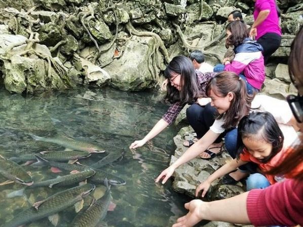 Mãn nhãn trước suối cá thần “khổng lồ” ở Thanh Hóa - 8 Ngoài chiêm ngưỡng cá thần, du khách đến đây còn có thể khám phá hang động cây Đăng trên núi Trường Sinh, ở độ cao 70m so với mặt đất. Bên trong động là muôn vàn thạch nhũ với sắc màu lấp lánh, và lòng động sâu thẳm như không có điểm tận cùng.
