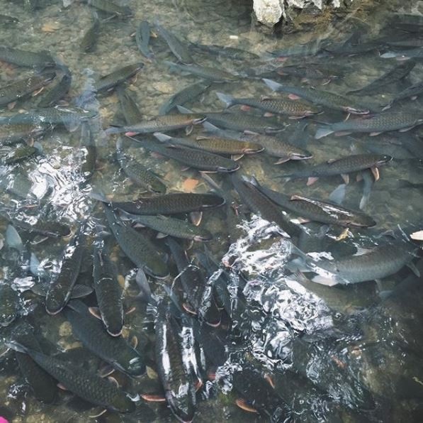 Mãn nhãn trước suối cá thần “khổng lồ” ở Thanh Hóa - 9 Ngoài ra, du khách có thể đến thăm và tìm hiểu văn hóa của bà con dân tộc Mường vùng Cẩm Lương. Ảnh: @valerietrinh