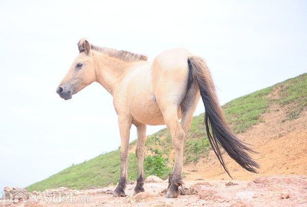 "Vương quốc" bạch mã lớn nhất đất Việt: Nuôi ngựa trắng lên đời đại gia - 11 "Vương quốc" bạch mã lớn nhất đất Việt: Nuôi ngựa trắng lên đời đại gia - 11