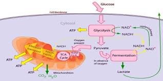 "Đường lỏng": Rất ngon ngọt, lắm nguy cơ! - 2 Chuyển hóa glucose ở các tế bào