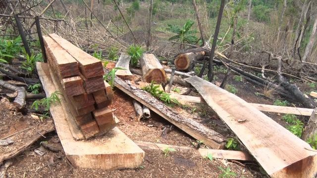 Nhiều cây gỗ lớn được xẻ hộp bị bỏ lại hiện trường