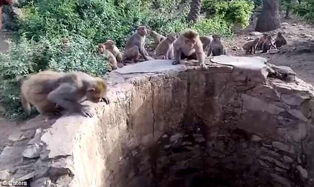 Bầy khỉ thông minh cứu báo khỏi chết đuối - 1 Bầy khỉ báo động dân làng cứu báo gặp nạn