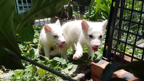 Cáo Bắc cực trắng muốt, đẹp "ma mị" giá hàng chục triệu "hút" người mua - 4
Cáo hồ ly đang được nhiều giới trẻ ở Việt Nam mua nuôi làm thú cưng.