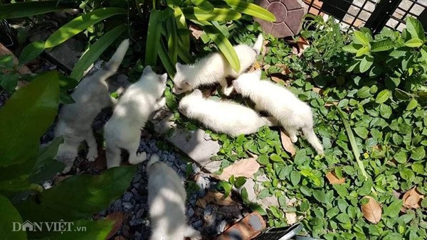Cáo Bắc cực trắng muốt, đẹp "ma mị" giá hàng chục triệu "hút" người mua - 1 Cáo Bắc cực trắng muốt, đẹp "ma mị" giá hàng chục triệu "hút" người mua - 1