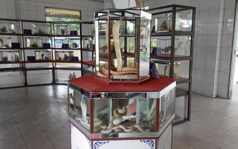 Hổ mang bạch tạng dài 2 mét, giá 200 triệu đồng hiếm nhất Việt Nam - 1
Bảo tàng rắn.
