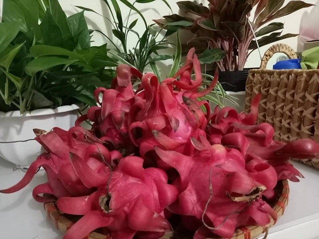 8X bỏ việc lương cao về quê "nghịch đất" lãi 300 triệu/năm. - 4 8X bỏ việc lương cao về quê "nghịch đất" lãi 300 triệu/năm. - 4