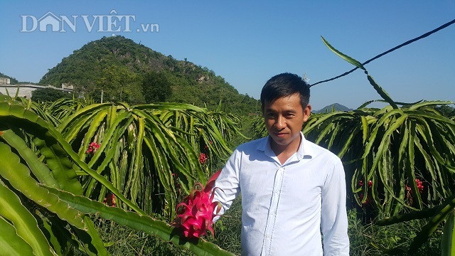 8X bỏ việc lương cao về quê "nghịch đất" lãi 300 triệu/năm. - 1 Bỏ phố về quê trồng cây ăn quả mà anh Nguyễn Văn Trọng bỏ túi hàng trăm triệu/năm.