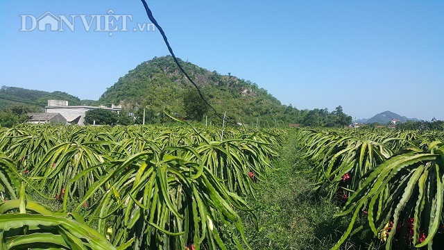 8X bỏ việc lương cao về quê "nghịch đất" lãi 300 triệu/năm. - 3 8X bỏ việc lương cao về quê "nghịch đất" lãi 300 triệu/năm. - 3