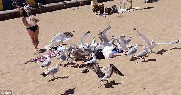 Bi hài cảnh cô gái đang tắm nắng bị đàn hải âu... tấn công và đuổi đi - 3