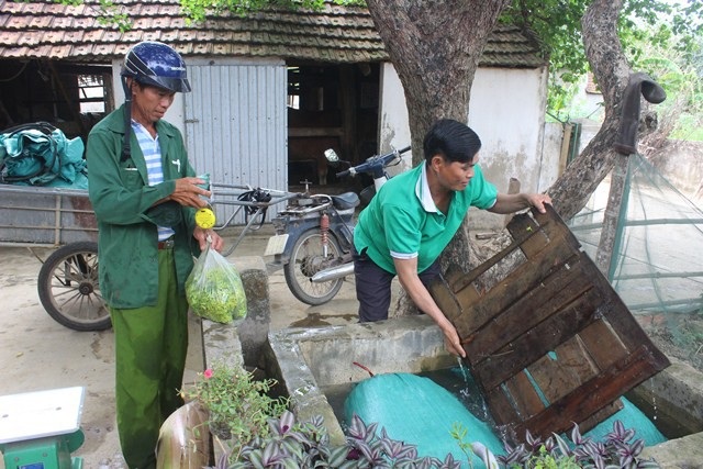 Mùa hoa thiên lý: Người dân xứ Nghệ “đút túi” tiền triệu mỗi ngày - 3 Hoa thiên lý đang giúp người dân thoát nghèo bền vững... Anh: LT