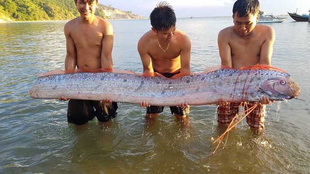 “Vận đen” ngành đường sắt và làng bí đao khổng lồ vào mùa thu hoạch - 7 Một con cá mái chèo (cá hồ rồng) dài hơn 3m vẫn còn sống trôi dạt vào bờ biển Hà Tĩnh. Ngay sau đó, con cá đã được thả trở lại về biển với phần đuôi bị thương khá nặng. (Ảnh: Xuân Sinh)