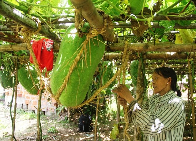 “Vận đen” ngành đường sắt và làng bí đao khổng lồ vào mùa thu hoạch - 3 Bí đao bình thường thì khắp cả nước nơi nào cũng trồng được, thế nhưng trồng bí đao cho quả nặng 50 - 60 kg thì có lẽ chỉ duy nhất một vùng quê ở tỉnh Bình Định mới có. (Ảnh: Doãn Công)