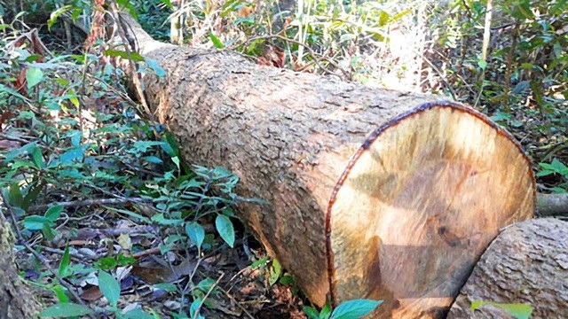 Bắt tạm giam đối tượng cầm đầu nhóm “lâm tặc” dùng súng cướp tang vật, phá rừng - 1 Một vụ phá rừng của huyện Chư Păh xảy ra vừa qua