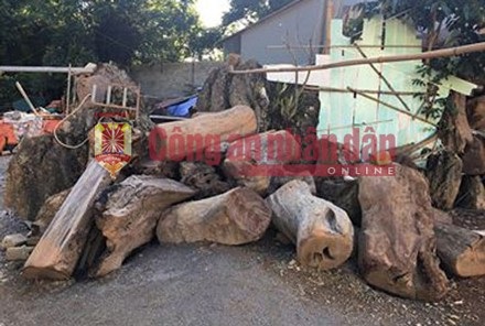 Vụ tiêu diệt 2 trùm ma túy: Phát hiện 3 thi thể trên tay cầm súng tại sào huyệt - 4 Những cây gỗ lớn cũng được các đối tượng dựng lên như một boongke.