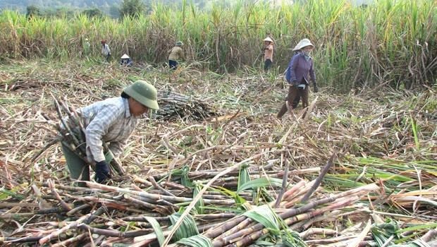 Tâm thư kêu cứu của ngành mía đường được chuyển tới 4 bộ ngành - 1
Thị trường tiêu thụ mía đang gặp rất nhiều khó khăn (ảnh minh họa).